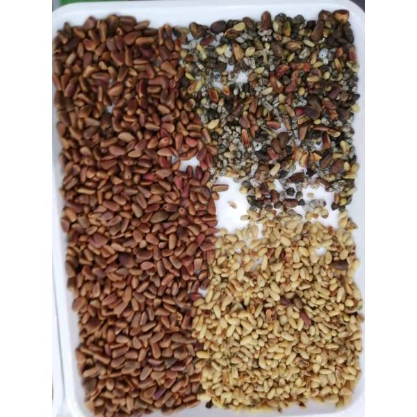 Peeled Peanuts Nuts Color Sorter With CCD LED Automatically