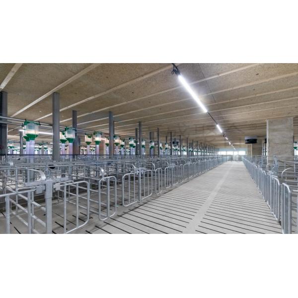 Farrowing Crate Steel Structure for Modern Farm Pig House Shed Hog Cote Winery Pigsty