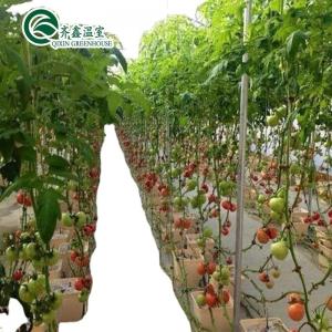 Quality Grow Your Own Vegetables Fruits and Flowers with Our Commercial Greenhouse Philippines wholesale