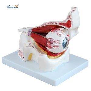Human Eye Removable 47cm Model