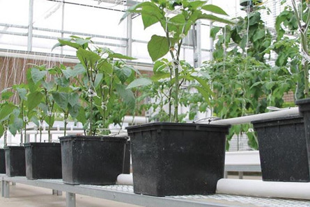 11L Hydroponic Plastic Dutch Bato Buckets For Vegetable / Fruits Growing