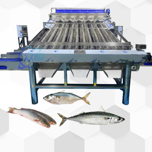 Cheap Good Effect Fish Roller Grader For Pelagic Fish Roller Sorting Machine And Fish Sizing for sale