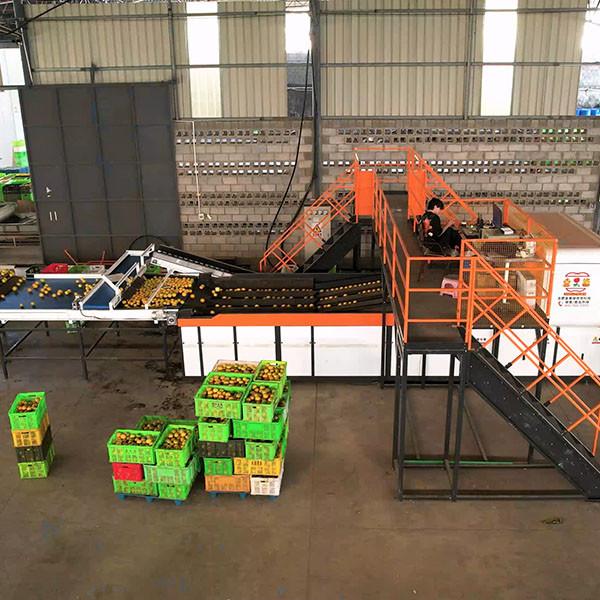 Cheap AI Deep Learning Orange Sorting Machine Up To 50 Discharge Ports To Separate Grade Size And Weight for sale