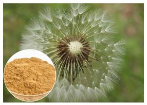 Quality Brown powder Natural Anti Inflammatory Supplements Extracted from Dandelion Root wholesale