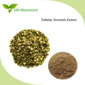 Quality Natural Herbal Extract Plant Powder Tribulus Terrestris Extract wholesale