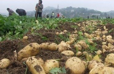 Chicken manure fertilizer pellets production line with 1-5T/H capacity